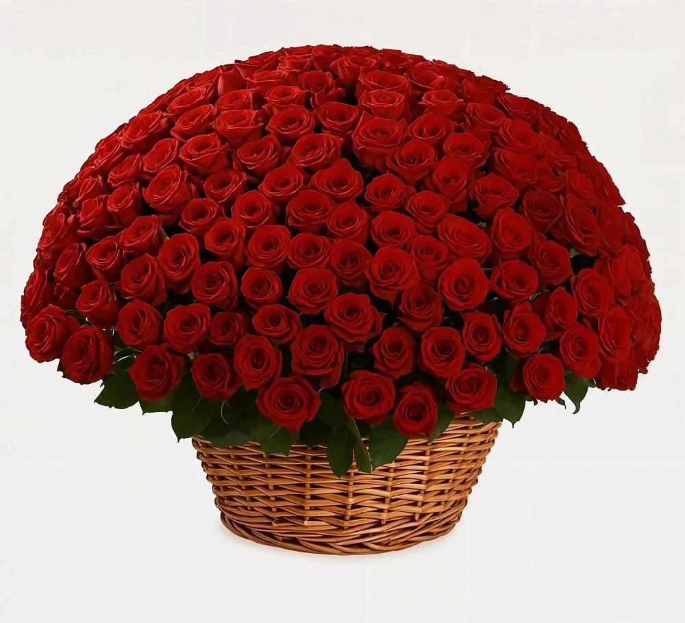 251 Премиум красная роза в Янтарном Премиум букет из: Розы в Янтарном